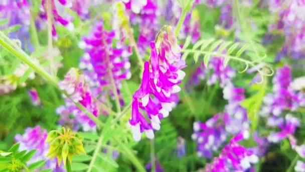 Slow Motion Ein Sonniger Sommertag Erhellt Ein Blühendes Blumenfeld Malerischer — Stockvideo