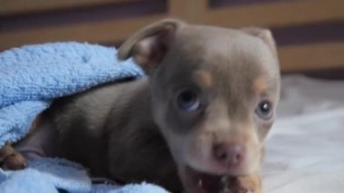 Chihuahua köpeği. Yavru köpek mavi bir battaniyenin altında yatar.