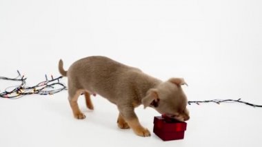 Chihuahua köpeği. Noel ya da yeni yıl. Yavru köpek kırmızı bir hediye kutusu taşıyor. Puppy ve GIF
