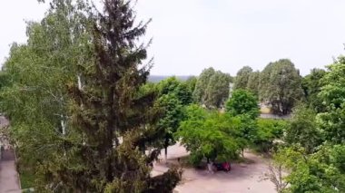 Yükseklerden manzara çok güzel. Ladin ağaçları. Güneşli bir yaz gününde doğa. Manzara ya da arka plan. Yavaş çekim