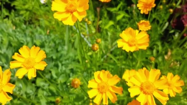 Campo Flores Amarillas Lento Movimiento Día Soleado Verano Ilumina Campo — Vídeo de stock