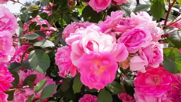 Slow Motion Pink Roses Sunny Summer Day Greeting Card Screensaver — Stock Video