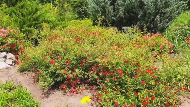 Rote Rosen Verschiedene Pflanzen Und Blumen Gartengestaltung Sommersonniger Tag — Stockvideo