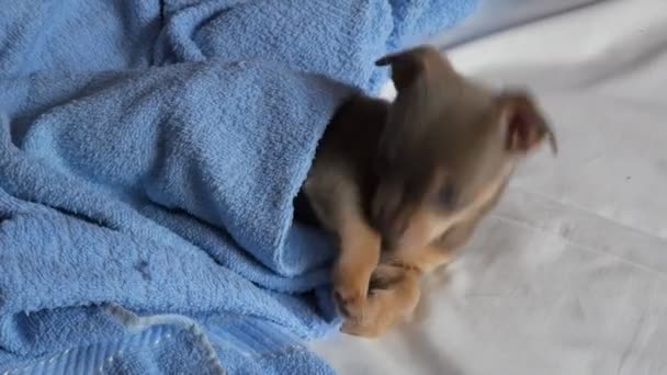 Chihuahua kutyus. A kiskutya az ágyon fekszik egy kék takaró alatt.