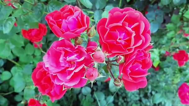 Slow Motion Red Roses Sunny Summer Day Greeting Card Screensaver — Stock Video