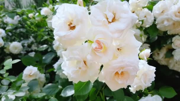 Zeitlupe Weiße Rosen Sonniger Sommertag Grußkarte Vorhanden Bildschirmschoner — Stockvideo