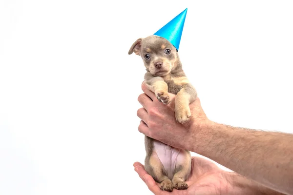 Chihuahua Valp Valp Blå Hatt Hunden Tittar Kameran Födelsedag Vykort — Stockfoto