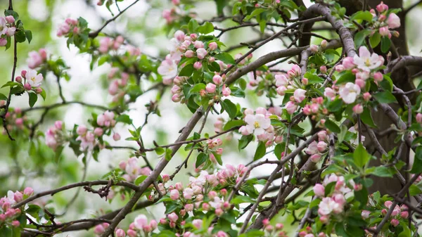 Rote Blume Blume Garten Sonnigen Sommer Oder Frühlingstagen Blume Für — Stockfoto