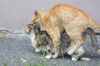 Kızıl kedi ve kedi. Kedi resimleri, sevimli kedi resimleri, kedi çizimleri, kedi çizimleri. Kedi ve kedi. Sevgi. Kopyalama alanı.
