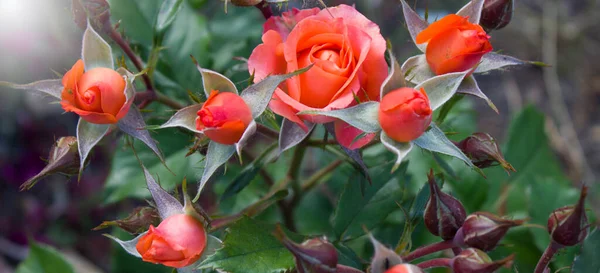 Beautiful rose flower in garden. Rose flower background. Roses flower texture. Lovely rose. Roses in tropical garden. Colourful roses flower. Roses flower pattern. Roses flower bouquet. Garden rose. Red rose.