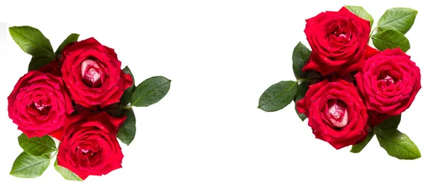 Schöne Rosa Blume Garten Rose Blume Hintergrund Rosen Blühen Schöne — Stockfoto
