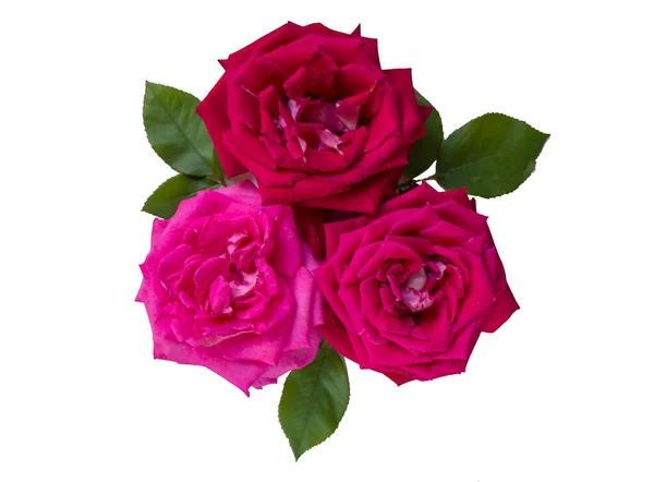 Schöne Rosa Blume Garten Rose Blume Hintergrund Rosen Blühen Schöne — Stockfoto