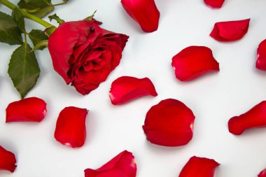 Sevgililer Günü konsepti. Beyaz arka planda taç yaprakları olan kırmızı bir gül. Sevgililer günü kartı, sevgililer günü, afişler, kartpostallar, kopyalanmış uzay