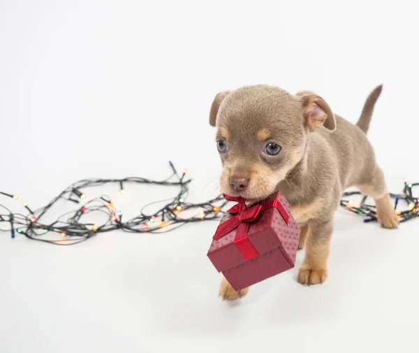 Flatlay Christmas Vánoční Zázemí Nový Rok Vánoce Vánoční Přání Pozadí — Stock fotografie