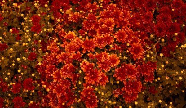 Rote Gänseblümchenblümchen Blume Garten Sonnigen Sommer Oder Frühlingstagen Schöne Blume — Stockfoto