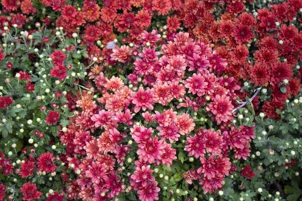 Rote Gänseblümchenblümchen Blume Garten Sonnigen Sommer Oder Frühlingstagen Blume Für — Stockfoto