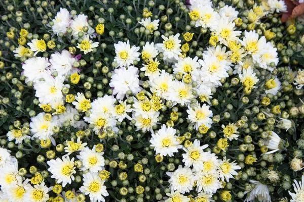 Weiße Gänseblümchenblümchen Blume Garten Sonnigen Sommer Oder Frühlingstagen Blume Für — Stockfoto