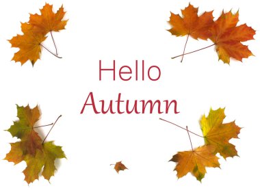 Sonbahar hala hayattır. Beyaz arka planda sonbahar yaprakları. Sonbahar mevsimsel arka planı. Merhaba Sonbahar Sonbahar konsepti. İzole et. kopyalama alanı