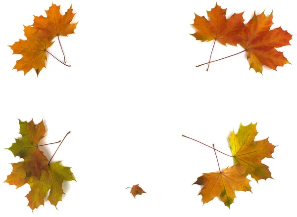 Herfst Bladeren Een Witte Achtergrond Herfst Seizoensgebonden Achtergrond Het Concept — Stockfoto