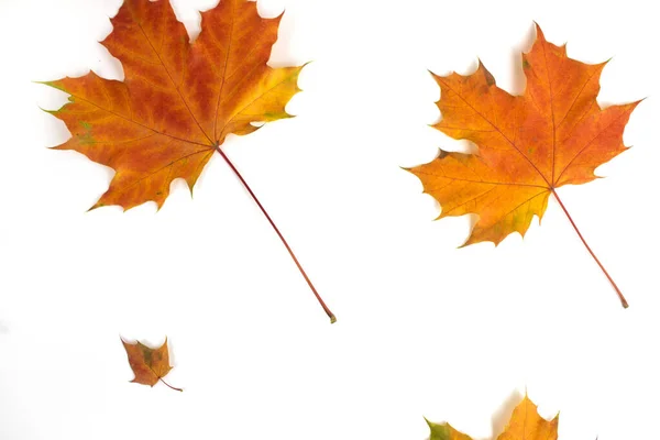 Jesienna Martwa Natura Jesienne Liście Białym Tle Jesienne Tło Sezonowe — Zdjęcie stockowe