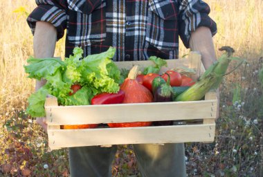 Ev yapımı sebzeler. Taze organik sebzeler. Bahçeden sebzeler. Renkli sebze. Kutuda sağlıklı sebzeler. Elinde sebze tutan bir adam. Kopyalama alanı