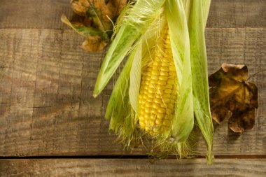 Olgun mısır taneleri. Makro. Mısır koçanında, yemek olgun, sulu, lezzetli mısır. Mısır arka planının fotoğrafı. Koçanda taze taze taze mısır, yakın plan. Kırsal ahşap arka planda taze mısır.