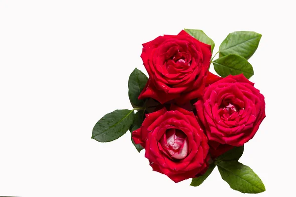 Schöne Rosenblüte Garten Rose Blume Hintergrund Rosenblüten Textur Schöne Rose — Stockfoto
