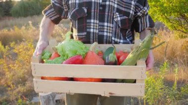 Ev yapımı sebzeler. Taze organik sebzeler. Bahçeden sebzeler. Renkli sebze. Kutuda sağlıklı sebzeler. Elinde sebze tutan bir adam..