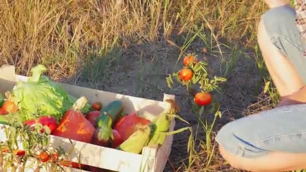 Yapımı Sebzeler Taze Organik Sebzeler Bahçeden Sebzeler Renkli Sebze Kutuda — Stok video