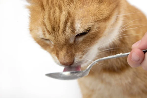 Kızıl kedi kameraya bakıyor. Kedi resimleri, sevimli kedi resimleri, kedi resimleri. Kaşıkla yemek yiyen Rus kızıl kedisi. İzole et. kopyalama alanı.