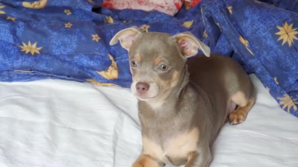 Chihuahua Pies Leży Spoczywa Łóżku Szczeka Pies Patrz Kamerę — Wideo stockowe