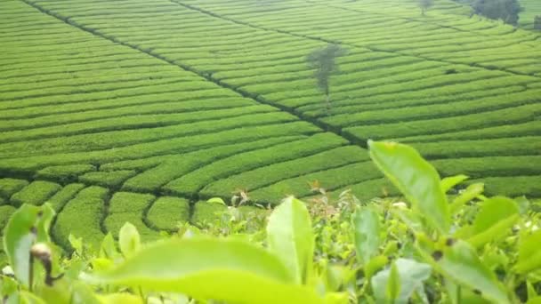 アジアの緑茶農園の美しいビデオ自然景観 — ストック動画