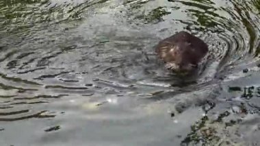 Eğitimin (myocastor adatavşanları, Beaver sıçan) çamaşır bir dere su yüzüne