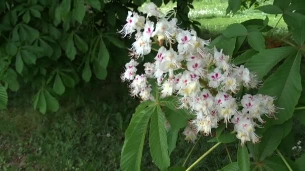 Blüten Und Blätter Der Rosskastanie Parkrand Frühling Aesculus Hippocastanum Conkerbaum — Stockvideo