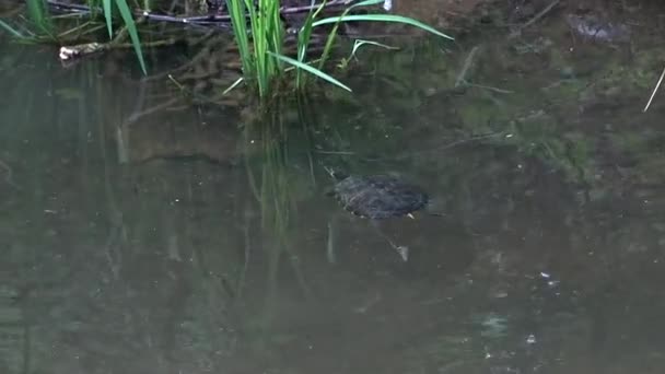 Målade Sköldpadda Trachemys Scripta Elegans Flytande Vattnet Damm — Stockvideo