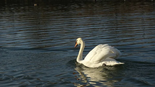 Cisne flutuando em uma lagoa — Fotografia de Stock