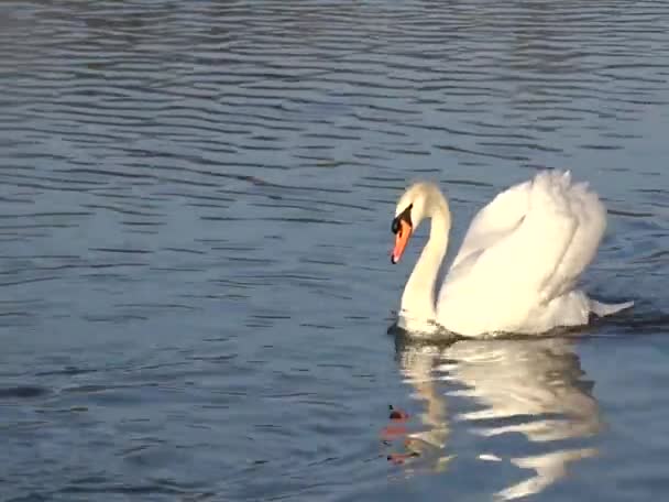 Cisne Mudo Blanco Flotando Cristal Aguas Azules Estanque — Vídeos de Stock