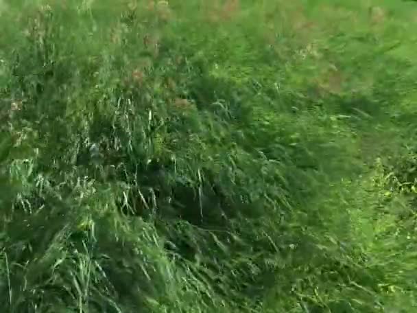 Yeşil Çimenler Sabah Rüzgarda Sallayarak — Stok video
