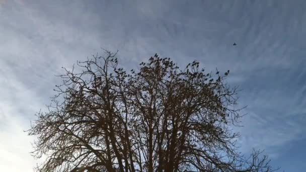 Un troupeau d'étourneaux (Sturnus Vulgaris) s'envole d'un grand arbre - Murmuration 