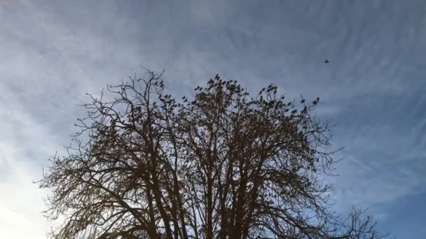 Sturnus Vulgaris 나무에서 — 비디오