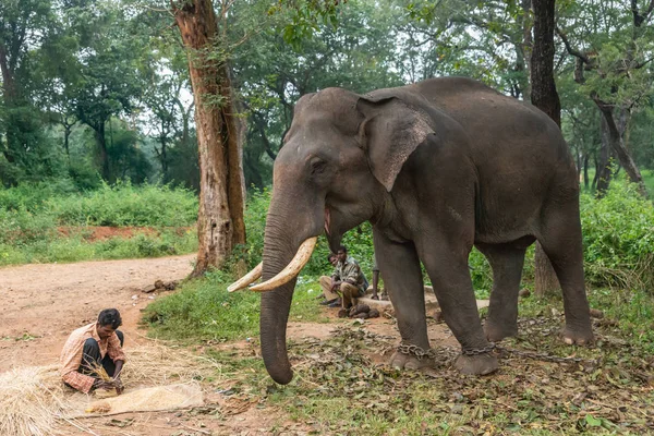 Ayarabeedu Forest Karnataka Índia Novembro 2013 Três Homens Tribais Seus — Fotografia de Stock