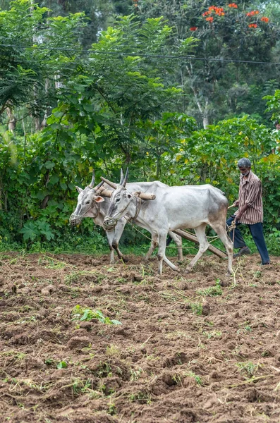 Naralapura Karnataka India November 2013 Plows Oudere Man Bruin Vuil — Stockfoto