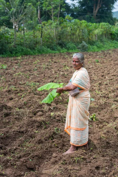 Naralapura 卡纳卡 2013年11月1日 更老的灰色妇女在橙色米色纱丽在新鲜地被耕种的褐色领域站立与绿色香蕉植物在她的手 深绿色森林在后面 — 图库照片