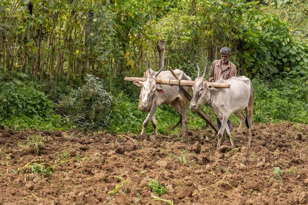 Naralapura Karnataka India November 2013 Older Man Plows Brown Dirt — Stock Photo, Image