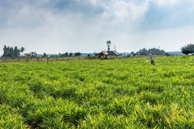 Belathur, Karnataka, Hindistan - 1 Kasım 2013: Geniş uzak ufukta koyu yeşil ağaçlar ayrılmış bulutlu gökyüzü altında yoğun yeşil zencefil alanının vurdu..
