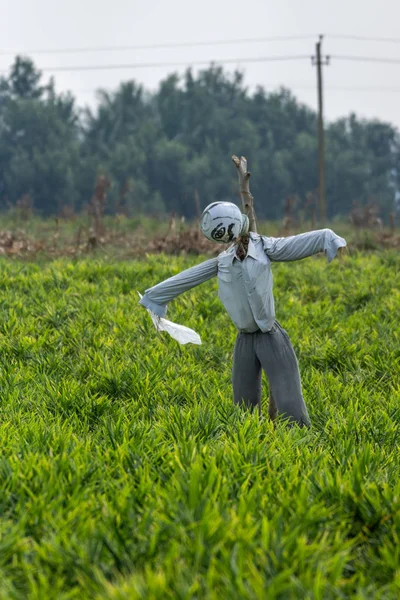 Belathur Karnataka India Novembre 2013 Primo Piano Dello Spaventapasseri Azzurrognolo — Foto Stock