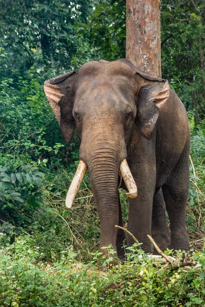 Ayarabeedu Forest Karnataka India November 2013 Dark Skinned Elephant Stands — Stock Photo, Image