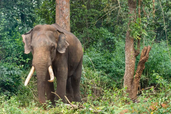 Ayarabeedu Forest Karnataka India November 2013 Dark Skinned Elephant Stands — Stock Photo, Image