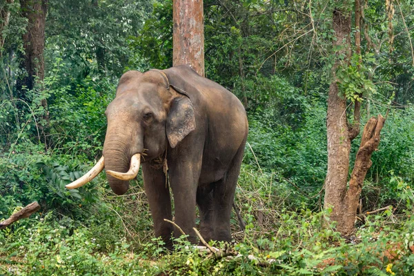 Ayarabeedu Forest Karnataka India November 2013 Dark Skinned Elephant Stands — Stock Photo, Image