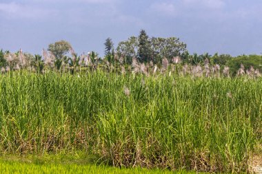 Chikkavoddaragudi, Karnataka, Hindistan - 1 Kasım 2013: Yeşil alan çiçek açan şeker kamışı ışık mavi gökyüzü altında.